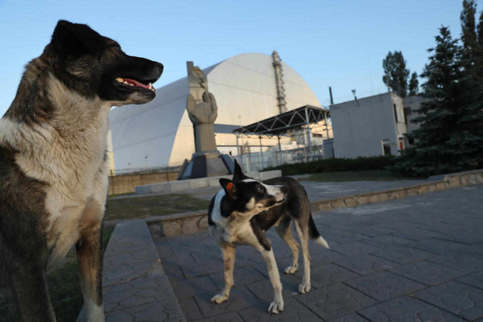 Tagged, stray dogs stand at a monument outside the new, giant enclosure that covers devastated reactor number four at the Chernobyl nuclear power plant on August 18, 2017.