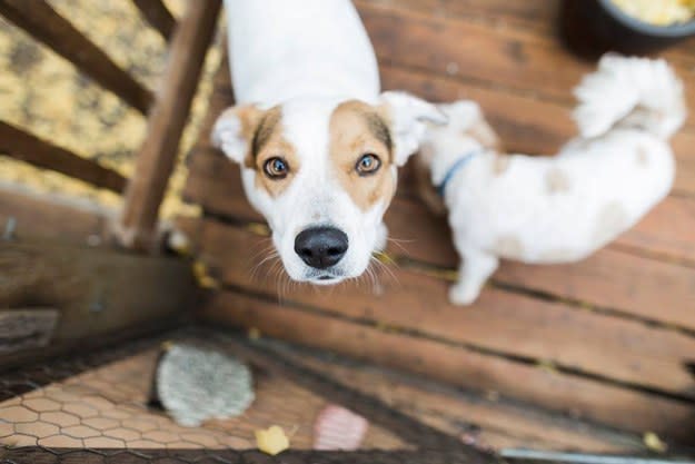 a dog looking up