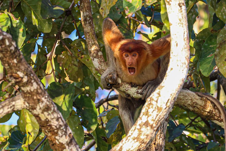 A probiscis monkey in a tree