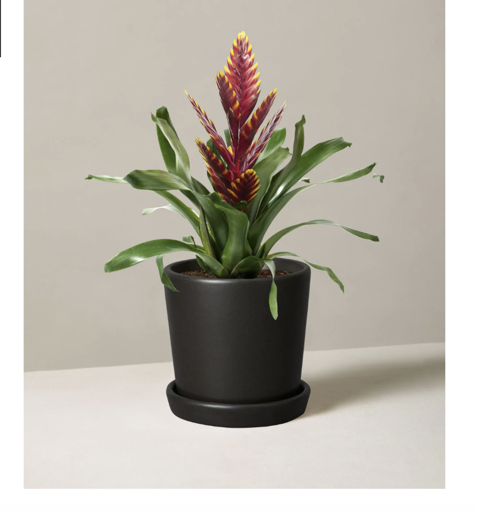 air purifying plants the sill bromeliad vriesea vogue