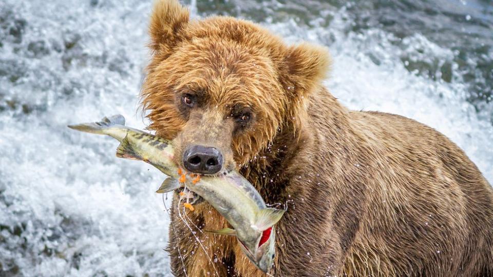 Un oso