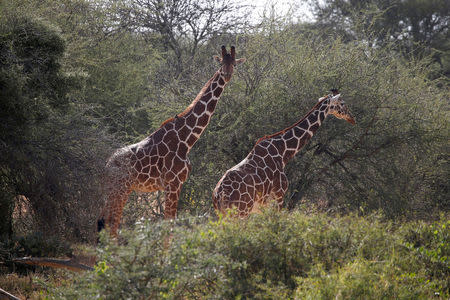 FILE PHOTO: Reticulated giraffes graze at the Mpala Research Centre in Laikipia County, Kenya January 7, 2018. REUTERS/Baz Ratner/File Photo