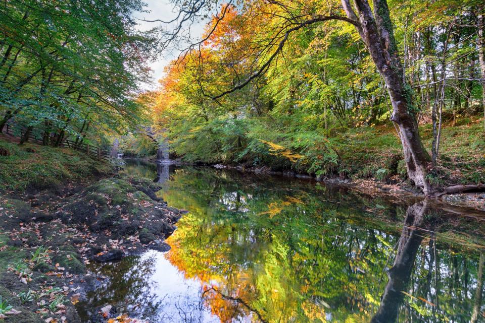 Autumn colour on the river Dart on Dartmoor National Park in Devon - Helen Hotson / Alamy Stock Photo