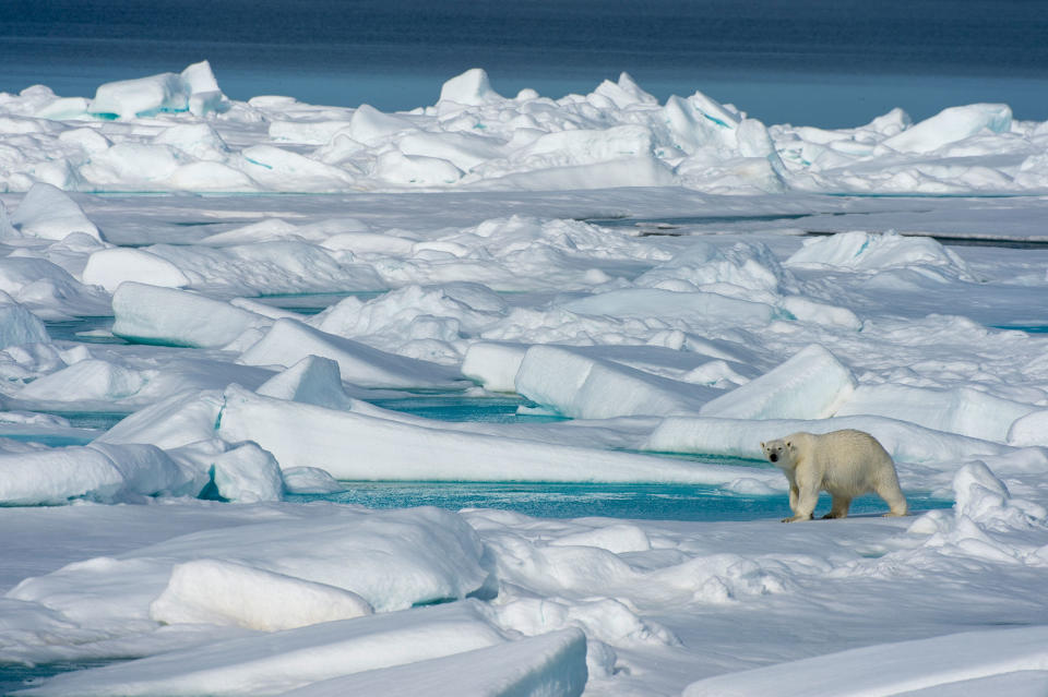 A polar bear walks on ice in Norway