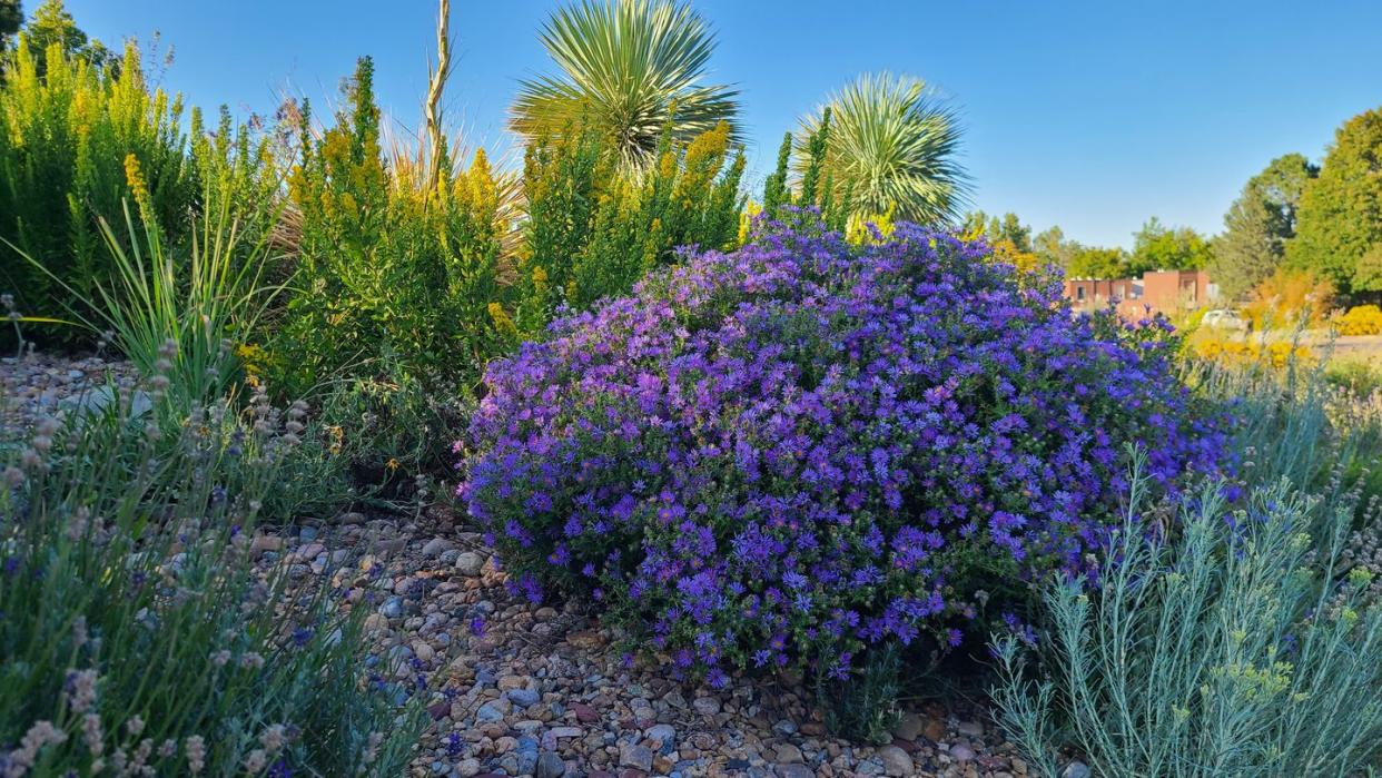 rock garden with purple bush