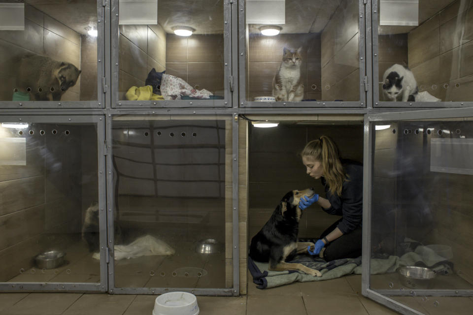 Oksana Prykhodka con perros en Domivka, un centro de rescate fundado principalmente para animales salvajes que ahora también alberga mascotas, y ha pasado de 200 animales antes de la guerra a más de 500, en Leópolis, Ucrania, el 11 de febrero de 2023. (Maciek Nabrdalik/The New Tiempos de York).