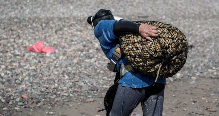 A fisherman walks out of the water after collecting saltwater clams known as 'machas' (Mesodesma Donacium) from the shore at a beach in La Serena, about 400 km north of Santiago, on September 5, 2017.In August this year, Chile set a five-year capture ban on the macha clam in much of the country to stop its overexploitation. The mollusk is one of the star dishes of the local cuisine