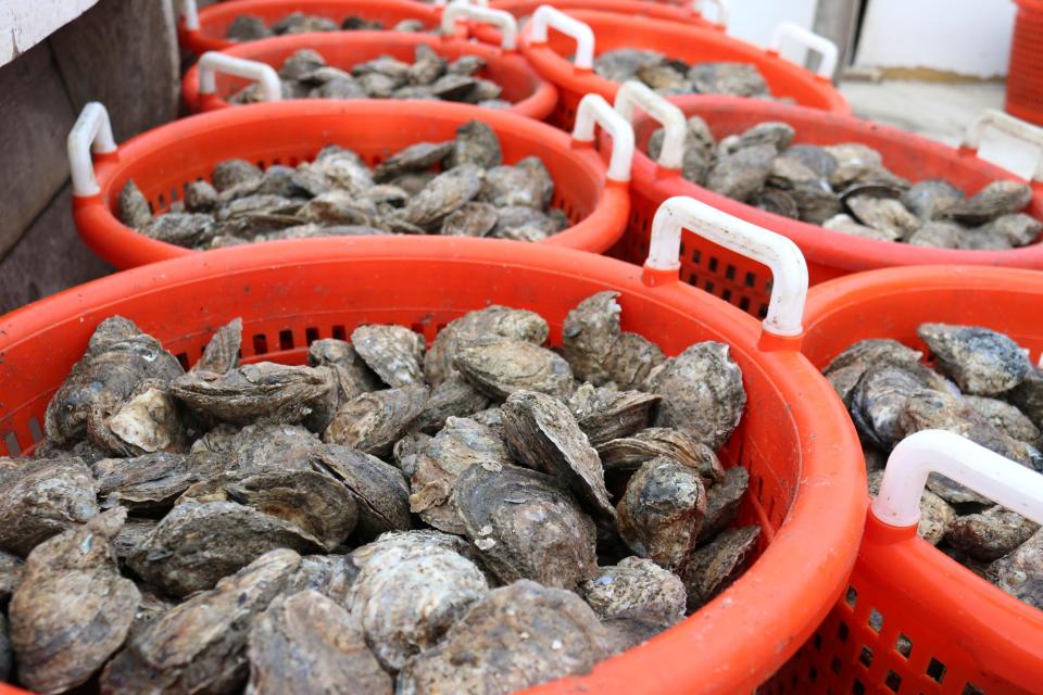 Bushels of oysters are gathered on a boat on the Chesapeake Bay in southern Maryland.