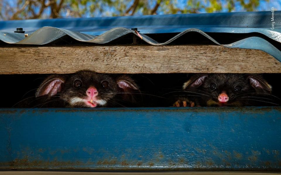 © Gary Meredith, Wildlife Photographer of the Year