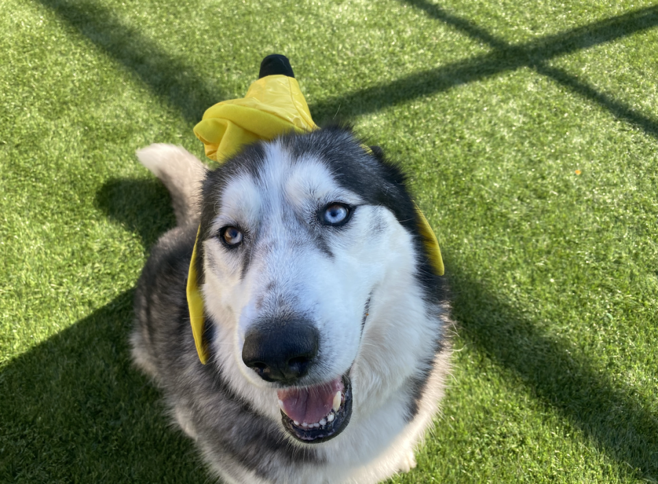 Mallow, a 5-year-old male Alaskan malamute-husky mix is available for adoption at the San Luis Obispo County Animal Services shelter.