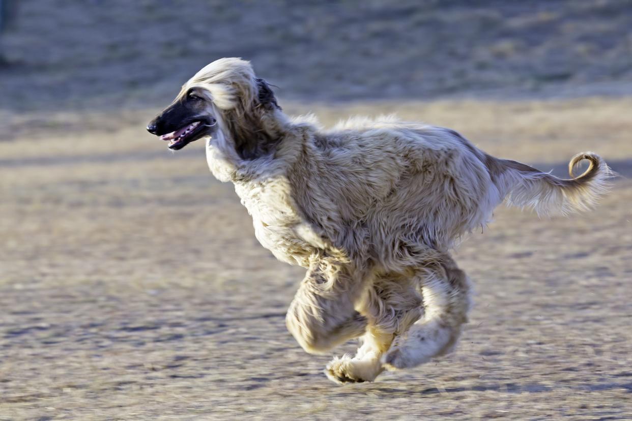 Afghan hound dog on the run in the air.