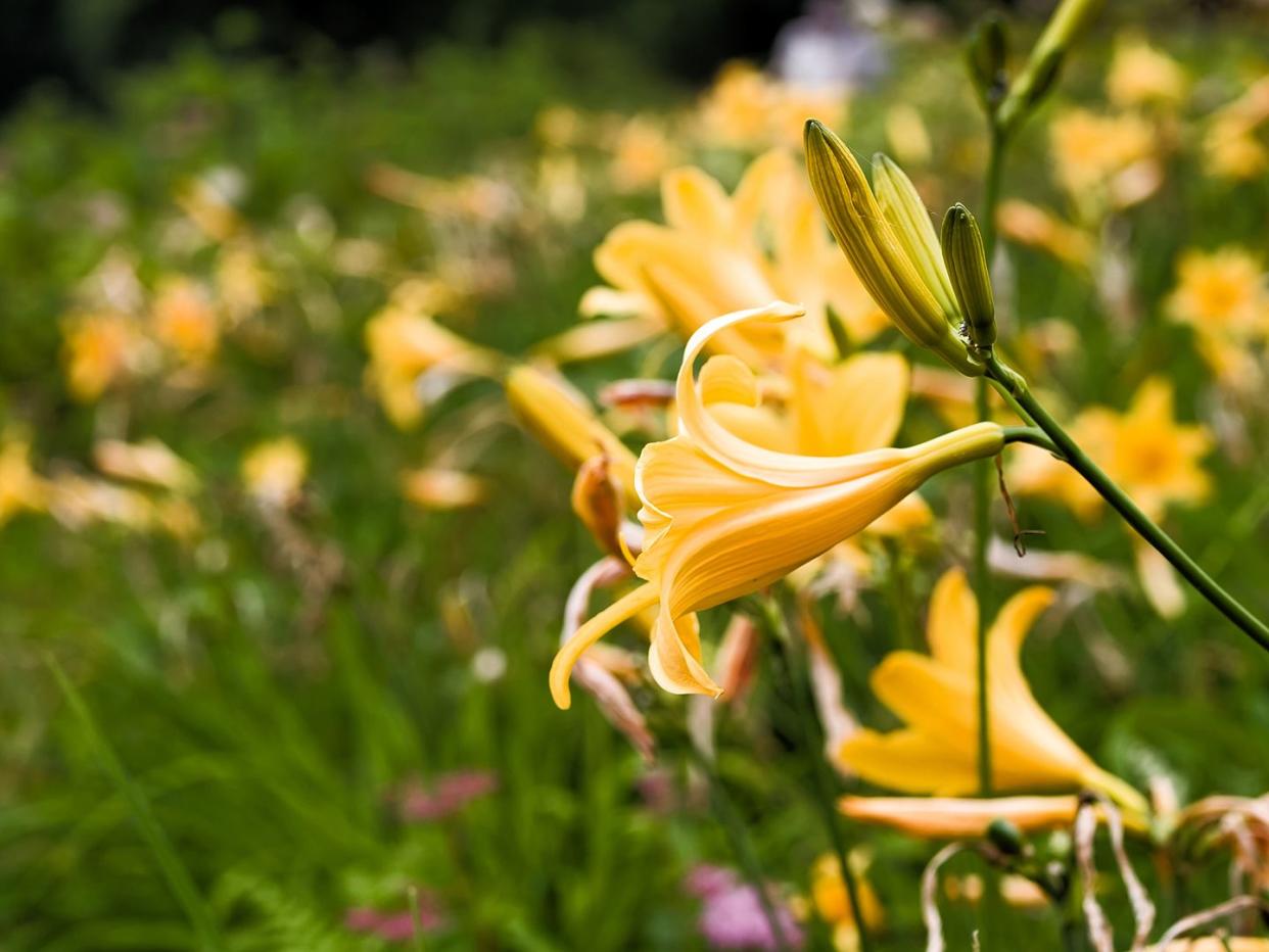 summer flowers like dwarf day lily