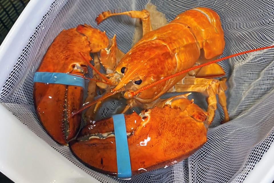 Cheddar the lobster