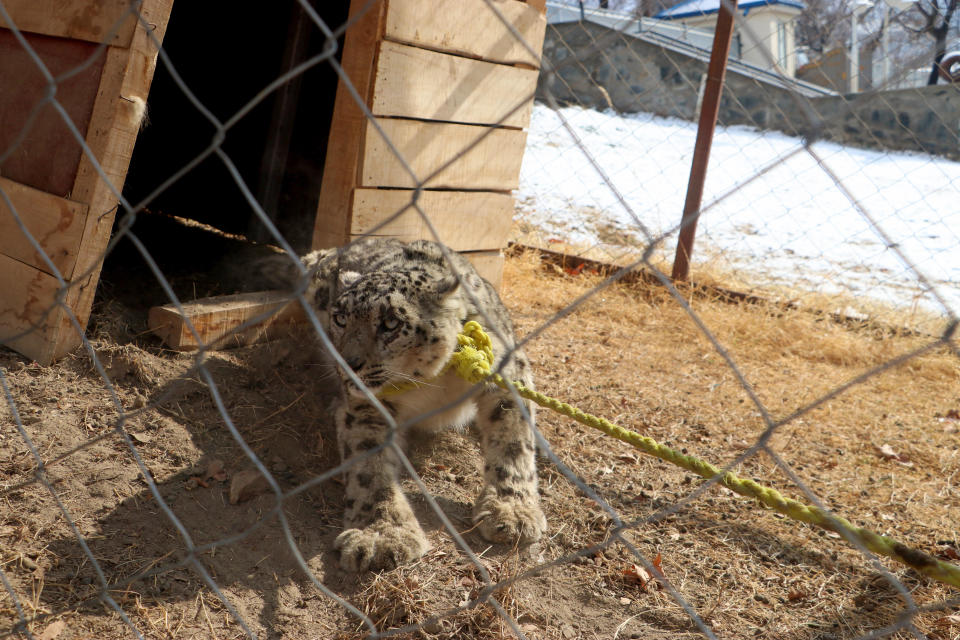 A snow leopard is seen in a cage at the governor's house in Fayzabad on February 4, 2024. / Credit: OMER ABRAR/AFP via Getty Images