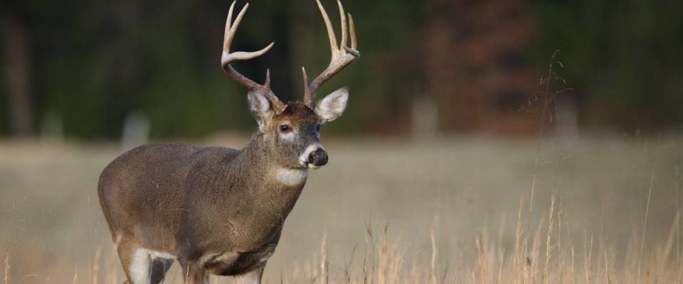 Trophy Whitetail Buck deer walking through hay field in the Appalachian Mountains in North Carolina