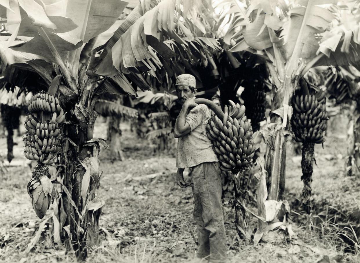 U.S. banana growers heavily influenced several Central American governments in the early 20th century. <a href="https://www.gettyimages.com/detail/news-photo/undated-b-w-photo-shows-man-harvesting-bananas-underwood-news-photo/530848788?adppopup=true" rel="nofollow noopener" target="_blank" data-ylk="slk:George Rinhart/Getty Images;elm:context_link;itc:0;sec:content-canvas" class="link ">George Rinhart/Getty Images</a>