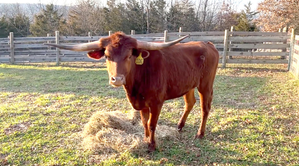 Ricardo the steer at his new home at Skylands Animal Sanctuary and Rescue after he was captured last week. 