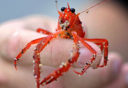 One of thousands of red tuna crabs is pictured washed ashore in Dana Point, California June 17, 2015. REUTERS/SandyHuffaker