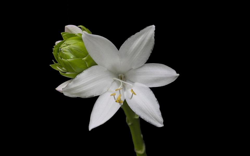 Hosta ‘Royal Standard’ AGM - Getty Images 