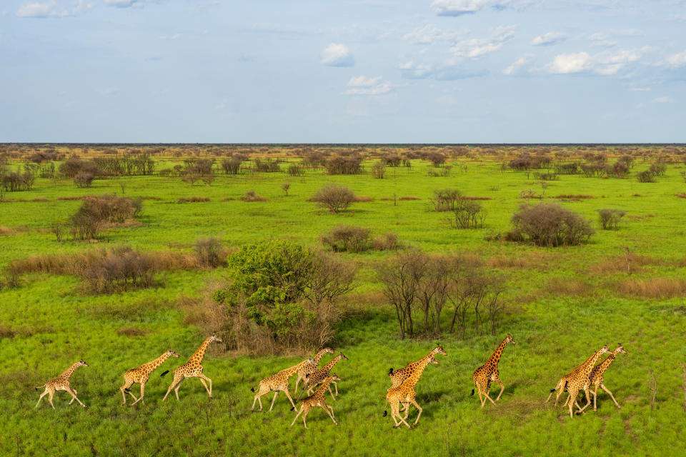 Una jirafa galopa por un campo en Sudán del Sur.  El cielo es azul y la hierba muy verde.