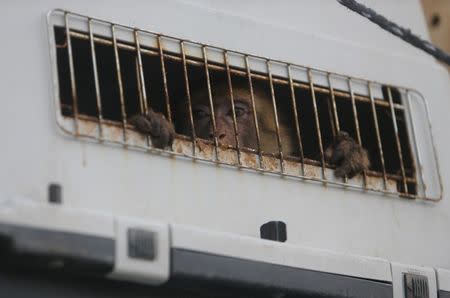 A monkey looks out of a crate on a truck as it waits to leave Gaza after it was evacuated by Four Paws International, at Erez Crossing between Israel and northern Gaza Strip August 24, 2016. REUTERS/Ibraheem Abu Mustafa