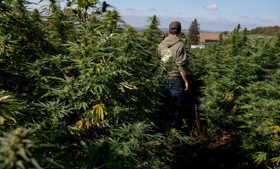 Allan Gandelman of Head and Heal in Cortland in a field of plants which will be harvested for CBD. Head and Heal currently grows and distributes a successful line of CBD products, and is planning to grow and sell marijuana also. Thursday, Oct. 7, 2021. 