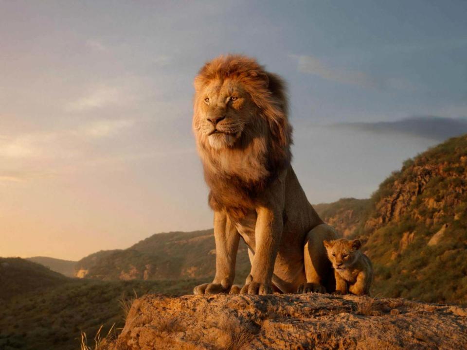 Dir: Jon Favreau. Starring: Donald Glover, Seth Rogen, Chiwetel Ejiofor, Alfre Woodard, Billy Eichner, John Kani, John Oliver, Beyoncé Knowles-Carter, and James Earl Jones. PG, 118 minsIf you were dropped in the middle of Disney’s remake of The Lion King, you’d be forgiven for thinking it was just another National Geographic documentary about the Serengeti. That is, until one of the lions opens its mouth and starts crooning in the voice of Beyoncé Knowles-Carter. Director Jon Favreau has returned to, and evolved, the techniques he used on 2016’s The Jungle Book in order to create a film of unprecedented hyperrealism. At times, it’s hard to believe that everything we’re seeing on screen is an artificial creation – each frolicking creature, every blade of grass, and all the cracks that line Pride Rock. The Lion King is undoubtedly a technological marvel that, much like Avatar, will come to be viewed as a milestone in special effects history, yet it’s just as interesting to see how all this innovation has been employed. It’s no surprise to learn that The Lion King is as obsessively faithful as Disney’s other remakes of its 1990s classics (lovingly known as the “Renaissance” era). The irresistible pull of nostalgia ensures that. We know the story: the Circle of Life, in which all living things exist balanced and in harmony, is threatened by the ambitions of Scar (Chiwetel Ejiofor), the brother of King Mufasa (James Earl Jones), who rules over the Pride Lands. Not only does he desire to overthrow the ruler, but also to do away with Mufasa’s young son Simba (JD McCrary), who is next in line to the throne. Yet, what separates The Lion King from the near-mechanically reproduced Aladdin and Beauty and the Beast is how Favreau has translated his remake into an entirely different cinematic language – that of the nature documentary – allowing us to experience something so familiar in a new way.At one point, there’s a time-lapse shot of the night sky. At another, a bush baby leaps up in slow-motion to grab a butterfly in midair. At the emotional climax of “Can You Feel the Love Tonight?”, the camera soars above the two amorous lions like it was shot using a drone. You half expect David Attenborough to cut in and start explaining the mating rituals of big cats. And, while a hyperrealistic Simba could never replicate the facial expressions of his animated original, it’s impressive how much emotion can be communicated through simple animal behaviour, in Scar’s snarl of disgust or the way a lion cub might hold out a small, quivering paw to swat at a dead patriarch (don’t worry, that scene is still just as upsetting). Favreau’s Lion King is less about actively anthropomorphising lions, and more about our tendency to map human emotions onto animal behaviour. It’s the same psychology that’s been behind every talking animal film to have made us cry over the years, from Babe to Homeward Bound. Of course, The Lion King benefits massively from the fact its music is as good as ever, with Hans Zimmer’s score, created once again in collaboration with South African composer Lebo M, getting a little extra kick in grandeur, as befitting the film’s epic scale (and budget). Surprisingly, the musical numbers still feel like musical numbers, even without the colourful fantasy sequences of the 1994 animation. There are some clever workarounds: during “I Just Can’t Wait to Be King”, Nala and Simba dash under the necks of a line of giraffes, all bowing down for a drink from the watering hole. It looks almost as though they’re running through the legs of Busby Berkeley dancers. The new voice cast is equally as stellar, with the film’s younger stars (McCrary and Shahadi Wright Joseph as Simba and Nala) making a strong impression, even in the face of their starry adult counterparts, Donald Glover and Knowles-Carter. Although it’s hard to listen to an adult Nala and think of anything other than the global icon who voices her, the film moulds the character in a way that feels at home with Beyoncé’s persona – strong to a fault and with a voice that sounds like it’s descended from the heavens. That said, the film’s real highlight is Billy Eichner and Seth Rogen and their take on Timon and Pumbaa. It’s the perfect contrast: Eichner’s Timon sounds like he’s been stuck in a Starbucks line for five minutes too long, while Rogen’s Pumbaa (as usual) just sounds like he’s taken a hit from a bong.As with Disney’s other remakes, there’s an attempt to rectify a few lingering issues. The female characters are given more prominence than before, Scar no longer falls into the old trope of equating effeminacy with villainy (as wonderful as Jeremy Irons’s original performance will always be), and even the hyenas feel more fleshed out, especially thanks to Florence Kasumba’s formidable performance as their leader, Shenzi. As much as this new version can never hold a candle to its predecessor, there’s never a sense that it’s trying to. If anything, The Lion King uses nostalgia as a springboard for experimentation, finding new ways to tell old stories, while reminding us what makes those stories feel truly timeless in the first place.The Lion King is released in UK cinemas on 19 July