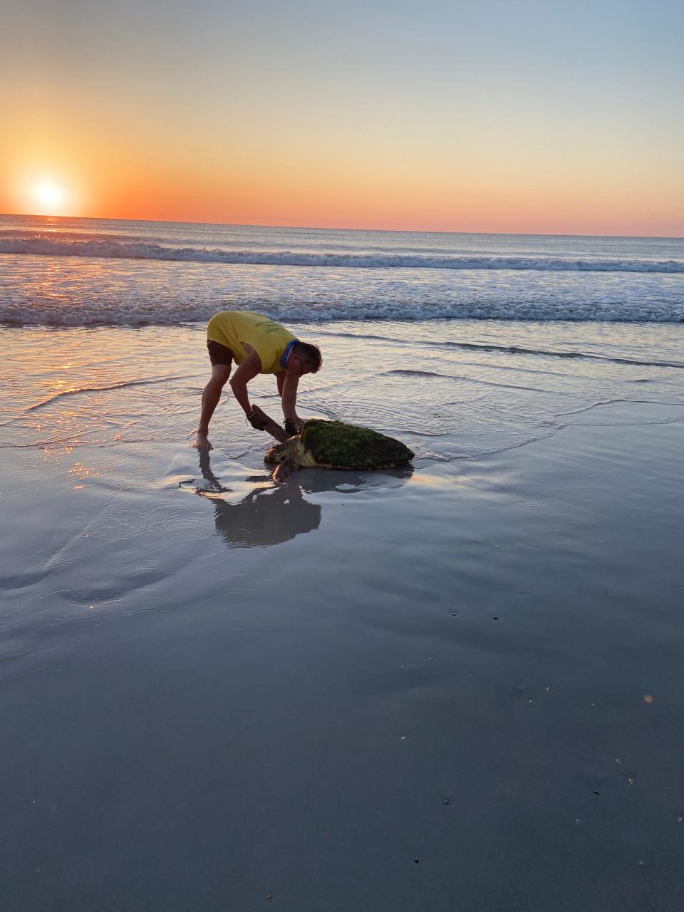 On duty with the Beaches Sea Turtle Patrol, Kevin Brown briefly measures a sea turtle that had come ashore to lay eggs. He's a longtime volunteer with the group.