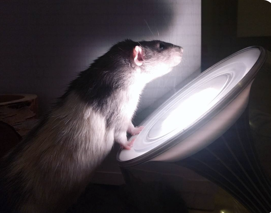 Darius the painting rat