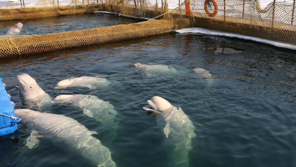 Belugas schwimmen in einer abgesperrten Anlage im Osten Russlands. Mehrere Tiere sollen jetzt wieder in die Freiheit entlassen werden. Foto: Free Russian Whales