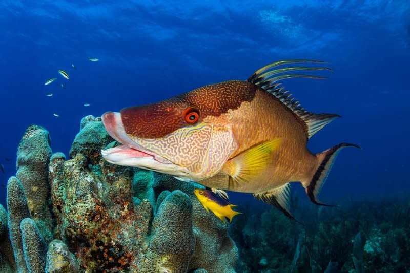 Researchers at Duke University have determined that the hogfish, a pointy-snouted reef fish found in the Atlantic between North Carolina and Brazil, has a sensory feedback mechanism in its skin to quickly change from pearly white to brown to red within milliseconds to adapt to shifting surroundings. Photo courtesy of Ocean Conservancy