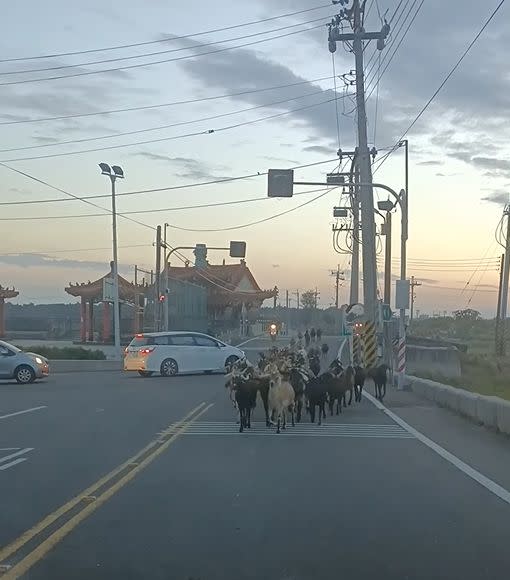 ▲車主行經雲林縣口湖鄉某段路時，前方馬路竟跑出一整群羊。（圖／臉書社團《爆廢公社二館》）