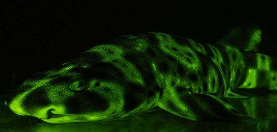 A fluorescent green shark in the depths of the sea (David Gruber)