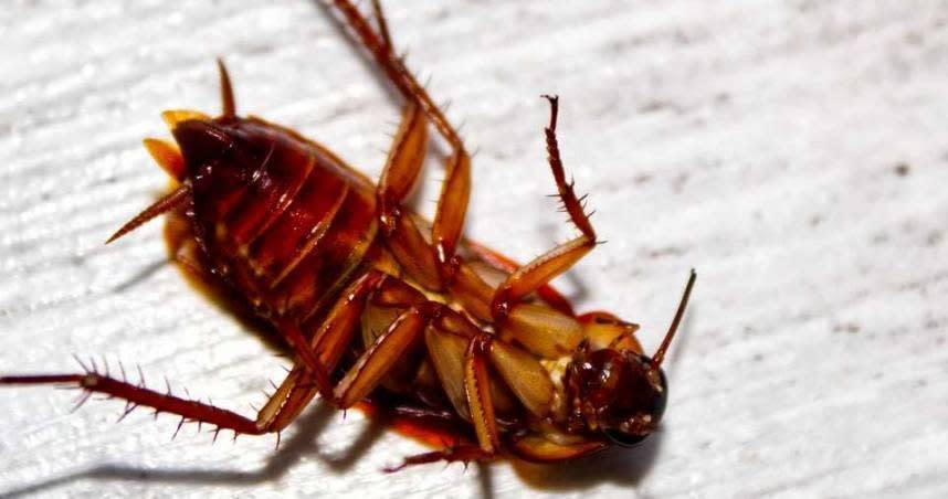 蟑螂是許多人的心腹大患。（示意圖／翻攝自pixabay）