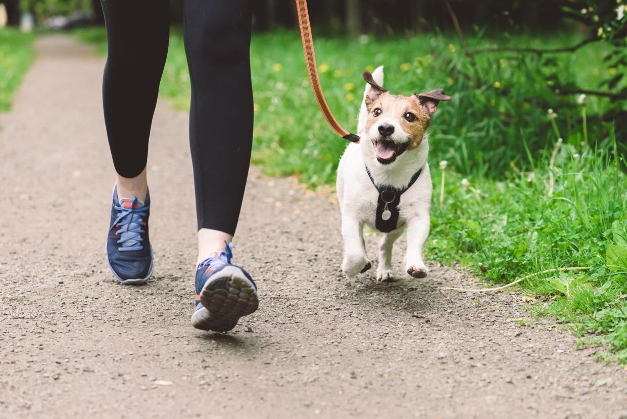 Jack Russell Terrier dog on leash running with owner