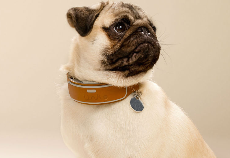 Smart dog collars