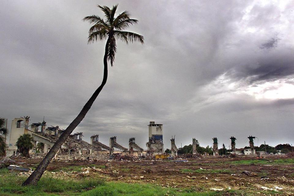 This lone palm had stood sentinel over the right-field wall for decades and was a last remnant of Bobby Maduro-Miami Baseball Stadium. The stadium was demolished in 2001 to make room for affordable housing.