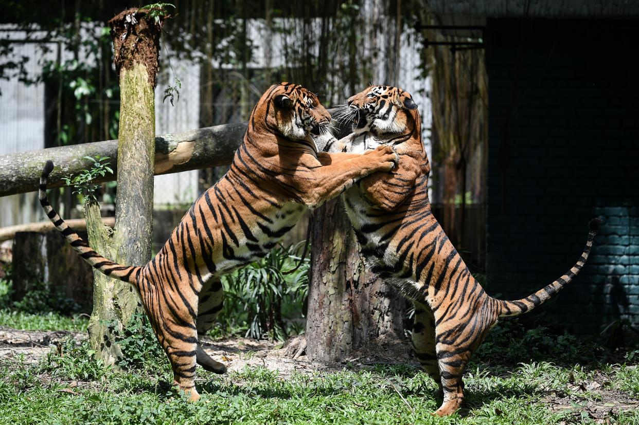 <p>File Image: Two Malayan tigers fight at the National Zoo in Kuala Lumpur on 21 November 2017</p> (Getty Images)