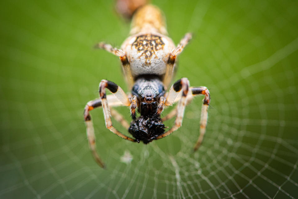 Taurus: You’re the Trashline Orb-weaver