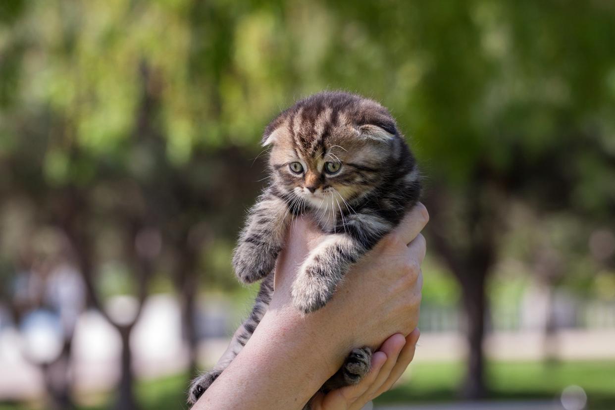hands holding kitten outside