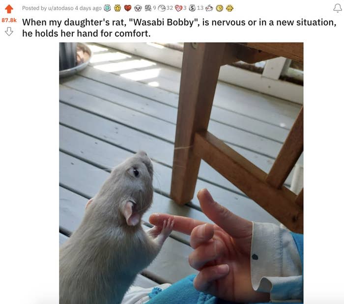 a pet rat holding a child's finger