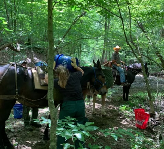 Butch Stidam and horse, Blue, leading the mule team on trail work in the Charles C. Deam Wilderness.