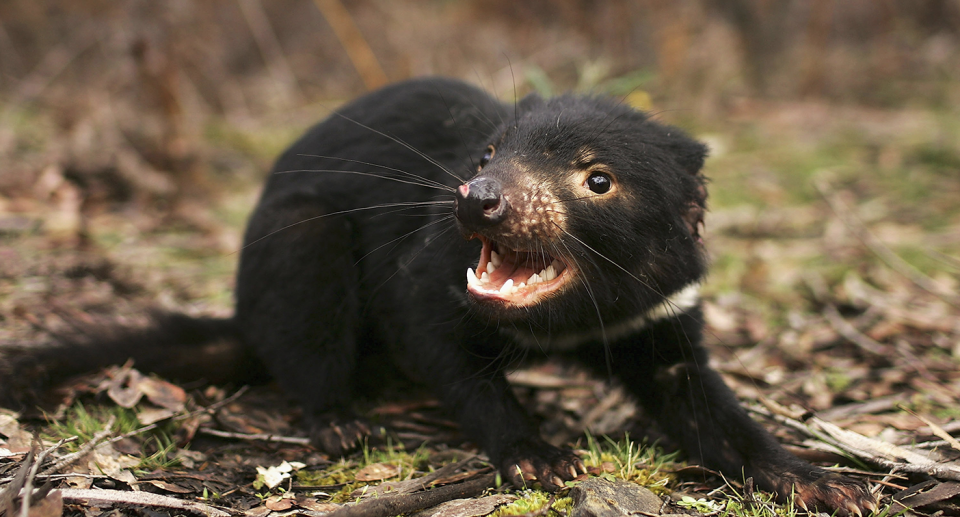 Tasmanian devils are one of the rare and endangered species living within the Tarkine. Source: Getty