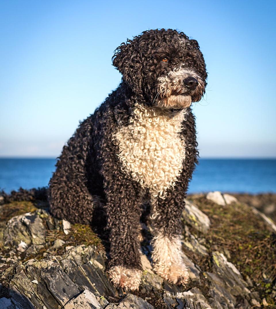spanish water dog sitting on mossy rocks near the ocean