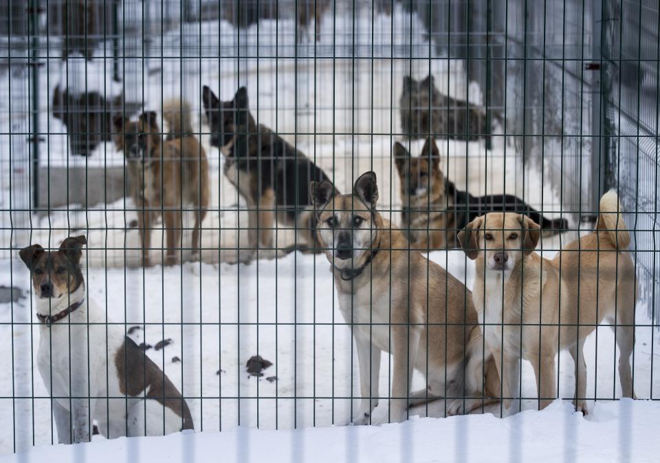 In this photo taken on Thursday, Jan. 31, 2019, stray dogs look out of their enclosure at a dog shelter in Vilnius, Lithuania. A group of animal enthusiasts in Lithuania have created the GetPet mobile app inspired by the popular dating app Tinder, to match up dogs in local shelters with potential new owners. (AP Photo/Mindaugas Kulbis)