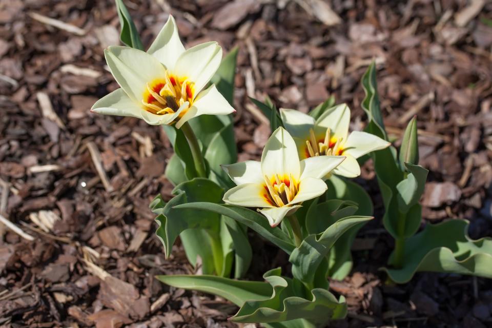 GettyImages-682717630-Kaufmanniana tulip