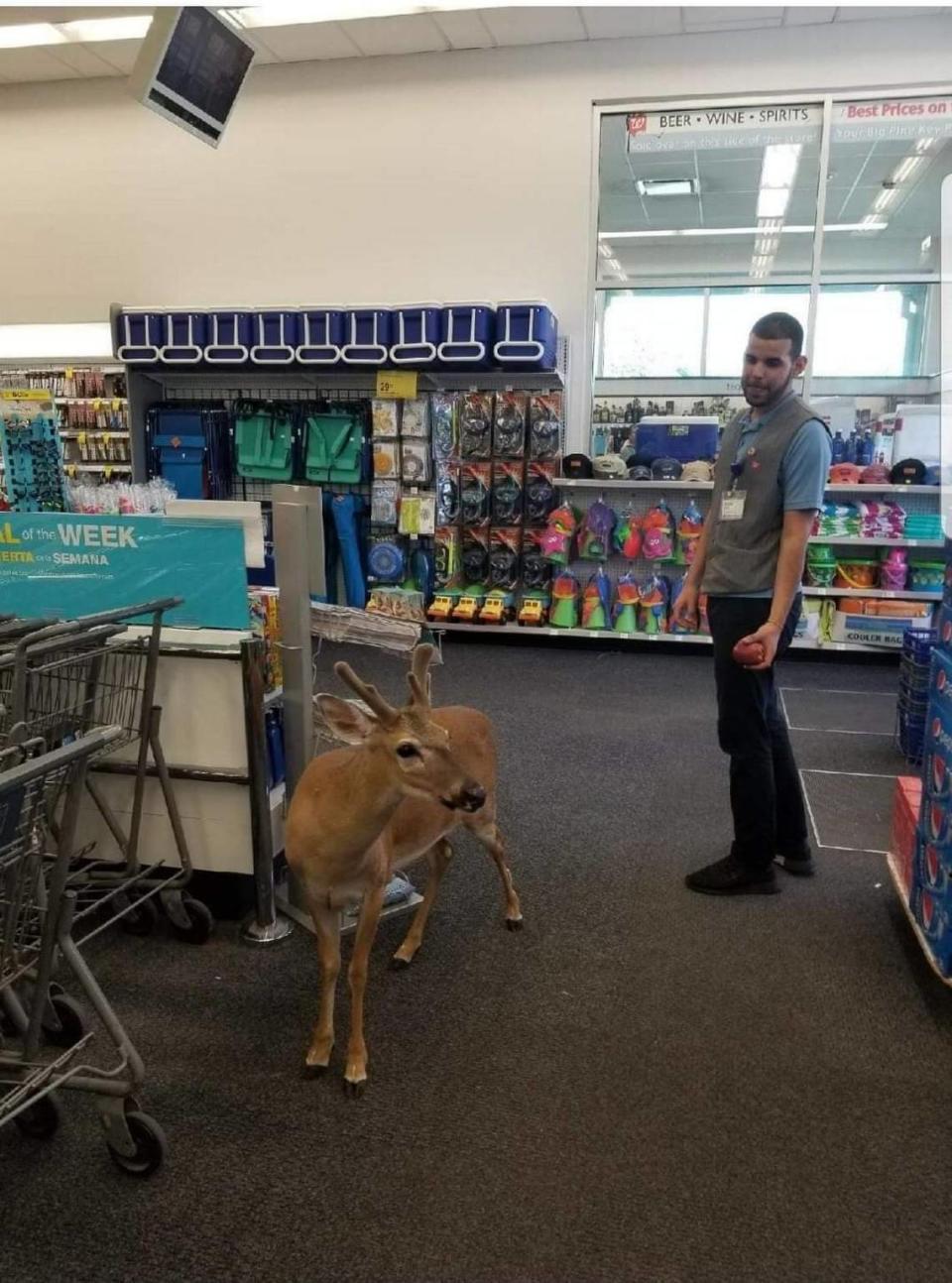 A Key deer recently entered a Walgreens on Big Pine Key. The deer have become tamed and accustomed to approaching people, which experts say can get them killed on the highway.
