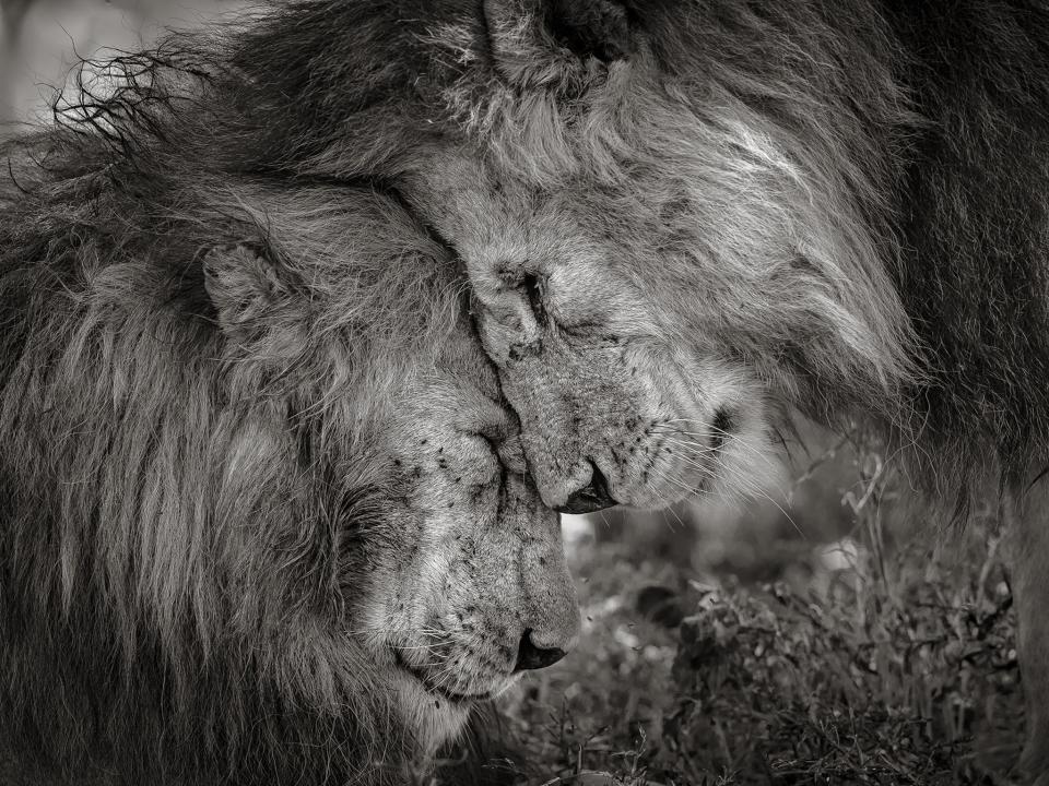 Wildlife photographer of the year: Nuzzling lions take pride of place in international competition