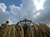 Around 16,000 tusks will be set alight in a huge symbolic blaze aimed at sending a strong message about the danger of ivory poaching