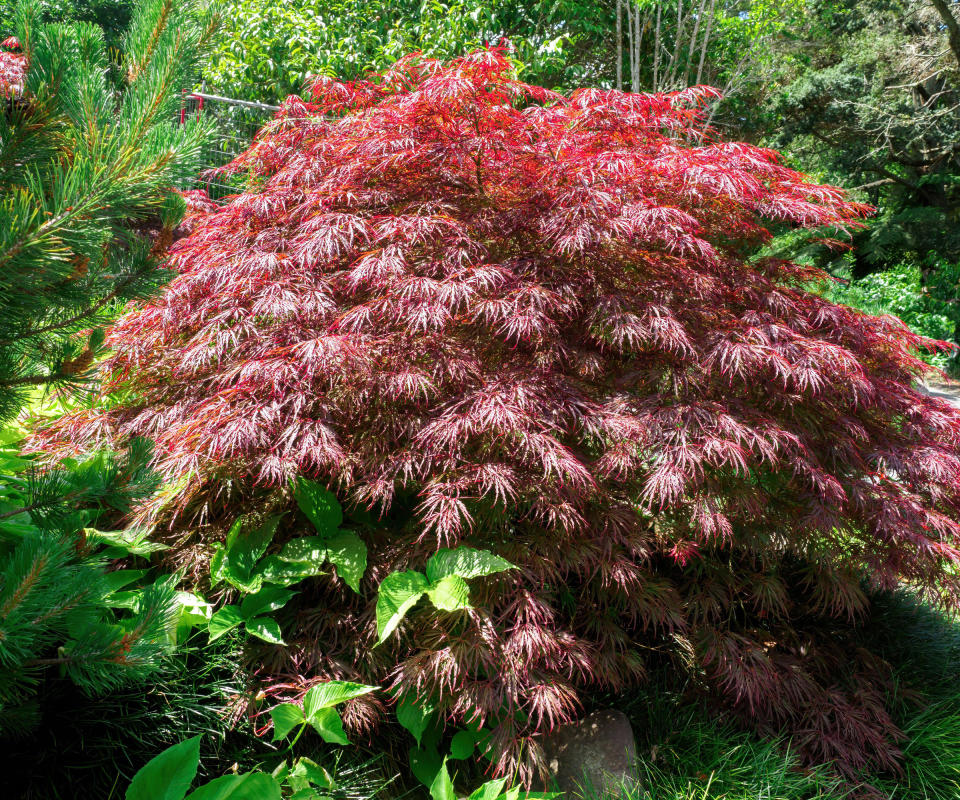 front yard plant Acer palmatum var dissectum Crimson Queen flourishing in late summer